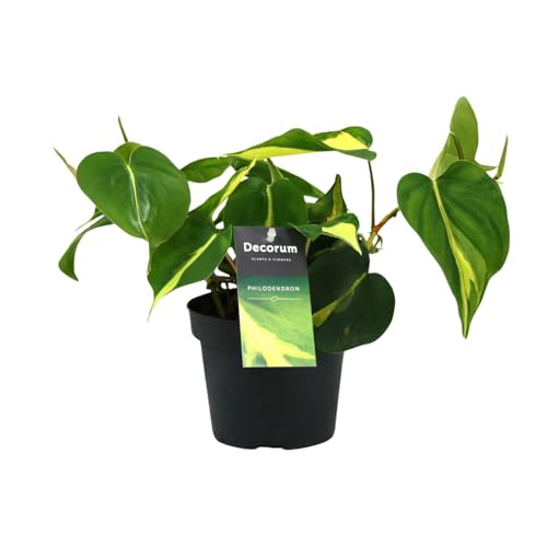 Philondendron Brasil Scandens - 20cm - Ø12cm - Plante d'intérieur - Vert persistant