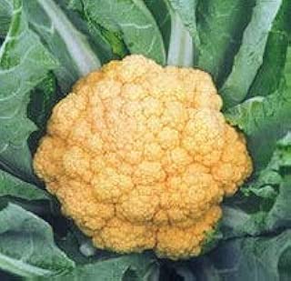 Amazon.es: Shoppster Europe - Jardinería: Jardín