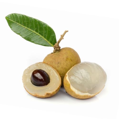 Muda de Longana Olho de Dragão Para Produzir Fruta Logan