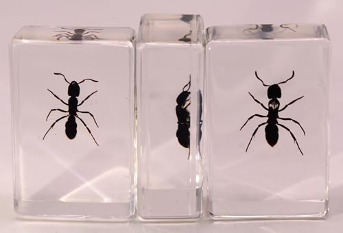 Image of 44mm Real Tropical Giant Ant in Crystal Clear Lucite Resin Specimen Preserved Pseudoneoponera Rufipes Insect Taxidermy Crafts Collection for Biology Science Education Desk Ornament Display Supplies