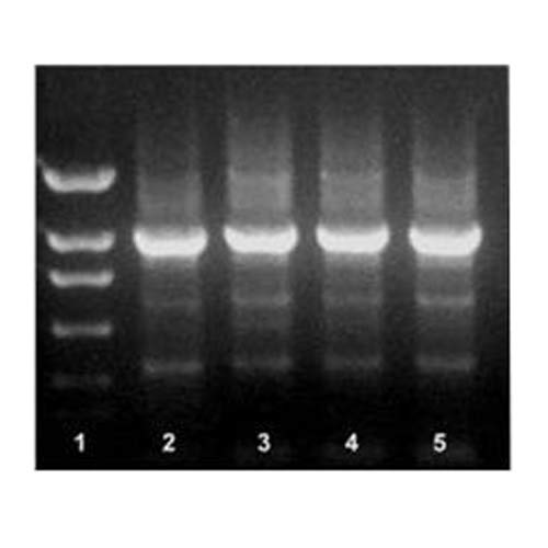 E2010B-50RXN Actaq High Fidelity Mastermix 2X, 50 Reactions/Vial