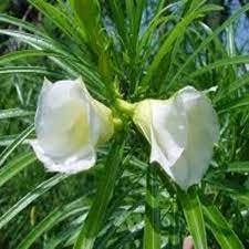 NDS- Live Plant Nice Kaner Flower Plant with Black Plastic Pot - Decorative Outdoor Flower Plant (White)-image-29