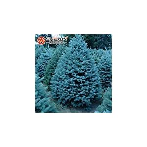 La migliore vendita !!! Confezione 100 Pz Blue Spruce Semi Picea albero in vaso bonsai Cortile Giardino Bonsai pianta pino semi