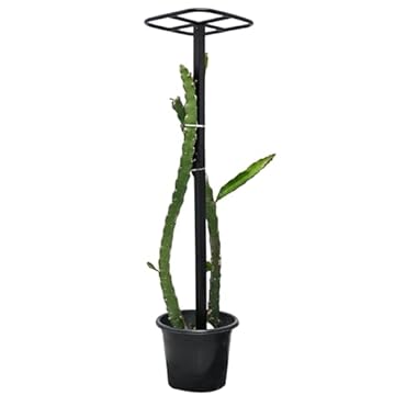 best dragon fruit trellis