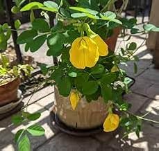 ZENEBULAA Hybrid Nilkantha Plant Yellow Aparajita Flower Live Plant for Home Garden - Indonesian Rare Variety (Pack Of - 1) Healthy Live Plant