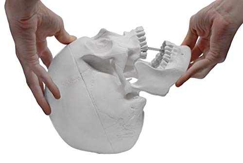 Image of Eisco Labs Model, Human Skull, with Movable jaw