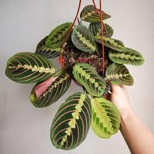 Pedpoudhe Red Maranta Prayer Plant Rare Live Plant with pot (B0CGJDDTG6) Amazon Price History, Amazon Price Tracker