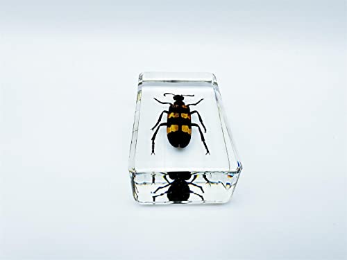 Image of Assorted Styles of Beetle and Insect Specimens, Clear Amber Resin Material Ideal for Kids' Science Education, Collecting, and Home Decoration 2.4″*1.4″*0.7″ (No.40)
