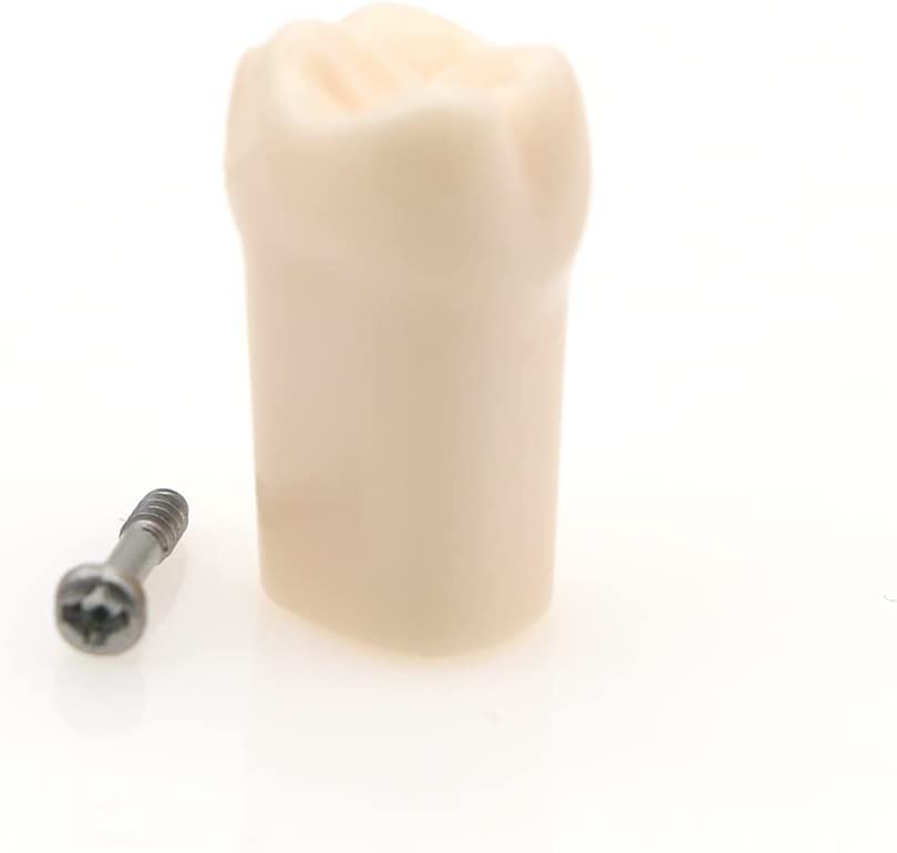 Miniatura 3 de Modelo de estudio de dientes de práctica de Typodont dental, modelo de estudio, dientes de repuesto individuales, enseñanza de estudiantes,