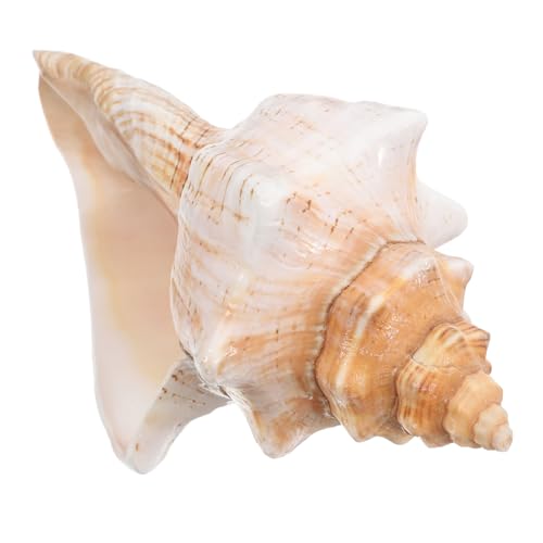 balacoo Große Natürliche Conch Muschel Authentische Gestreifte Riesen Schnecke Dekorativer Aquarium und Vasenfüller Strand Deko Element für Hochzeit und Fotoshooting