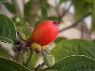 Amazon | ハナミズキ 苗木 赤花 接木ポット苗 庭木 落葉樹 シンボル