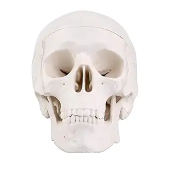 RONTEN Mini Skull Model, Human Anatomy Skull Model, Small Size 3 Part Anatomical Skull Model with Removable Skull Cap and Moving Jaw, Full Set of Teeth, 3.8x3x3.8in