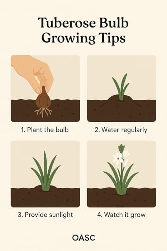 Image of Live Green Flower Bulb Tuberose /Rajnigandha Single /Double Petal Fragrance For Home Gardening (Pack Of 10 Bulbs + 1 Free Bulb)
