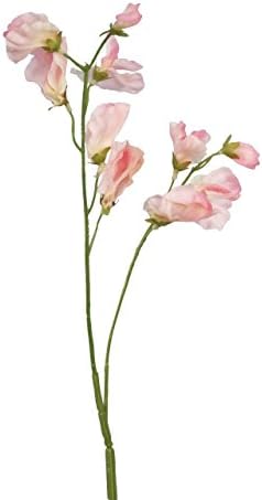 Annual Oxford & Cambridge Sweet Pea Certified 25 Seeds #010 Item UPC#636134972854