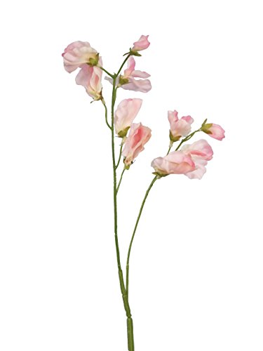 Annual Oxford & Cambridge Sweet Pea Certified 25 Seeds #010 Item UPC#636134972854