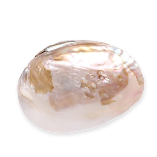 Budawi® Perlmutt Muschelhälfte | Echte Natur-Schale mit Perlglanz | Dekoschale Schmuckschale Räucherschale | Unikat aus Perlmutt teils mit Perlen