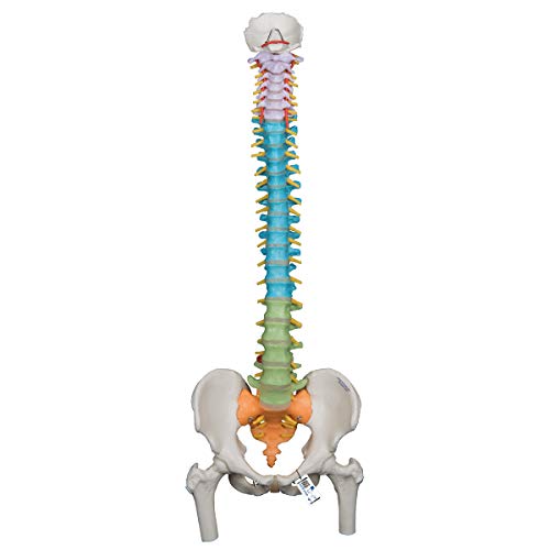 3B Scientific A58/9 Didactic Flexible Spine w/ Femur Heads - 3B Smart Anatomy