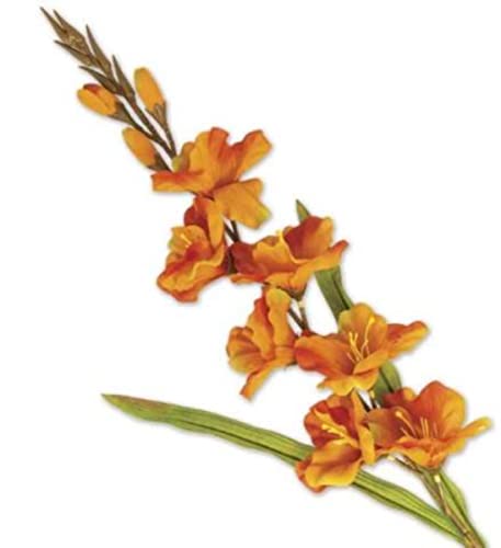 VEA SRL L.Herbst Stamm P. GLADIOLO 41300