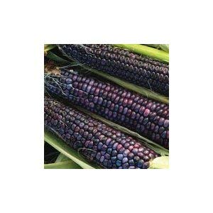 Corn Blue Hopi Ornamental Great Heirloom Vegetable by Seed Kingdom Bulk 1 Lb Seeds