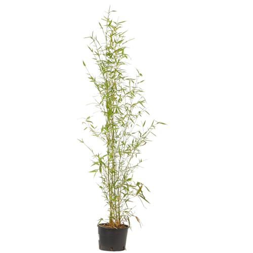 Verdecora Bambú en maceta de 5 litros | Bambusa | Planta Natural de Exterior con Follaje Denso y Vertical | Ideal para Jardines, Terrazas y Setos