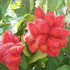 See full amazon price history chart for Annatto, Bixa orellana, Shendri (sindoor) plant Annatto, Bixa orellana, Shendri (sindoor) plant (B09SP9S8B2) Amazon Price History, Amazon Price Tracker