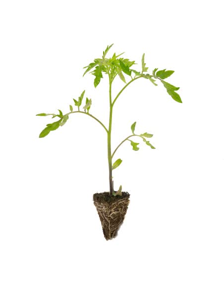 Tomatera Corazón de Toro Planta Natural Perfecta para Crear un Huerto en tu Balcón o Jardín
