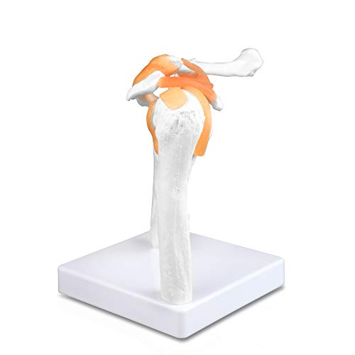 Image of B10227 Shoulder Joint Model, Life Size, 4.5 inch Height, 7 inch Wide, 8 inch Length