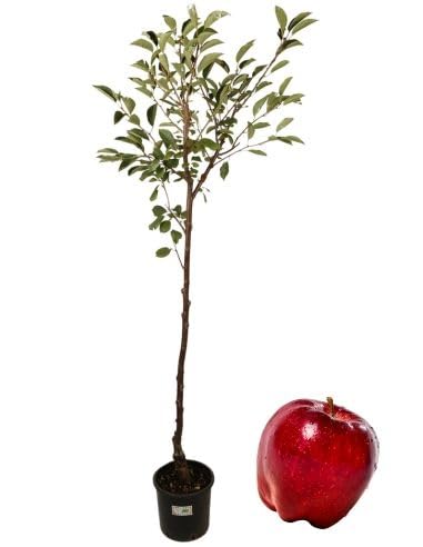 P. Piantine da Orto | Melo Stark Delicious, Pianta in Vaso Diametro 22 cm, Pianta da Frutto in Vaso, Pianta Vera da Esterno, Giardino o Vaso in Terrazza, Vivaio Italiano