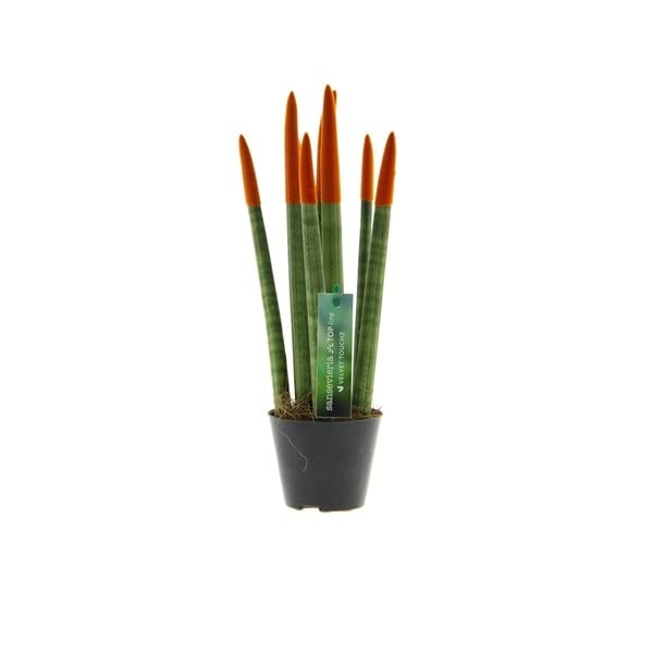 Sansevieria Cylindrica Straight (Orange)  Spaghetti VELVET TOUCHZ  30 cm  Bogenhanf Zimmerpflanze | Pflegeleicht, Luftreinigend, Dekorativ fr  Zuhause & Bro : Amazon.de: Garten