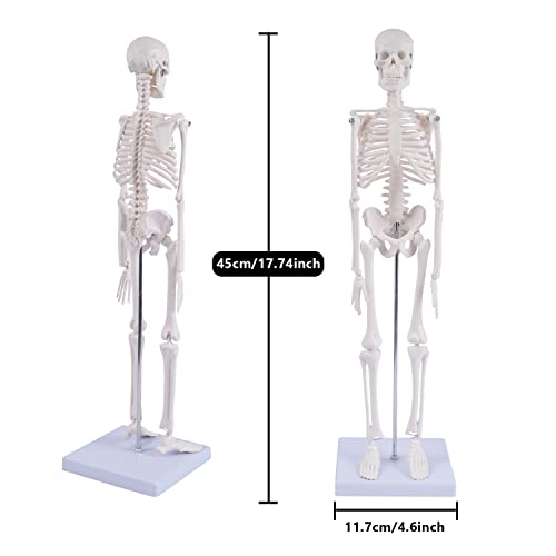 Image of NLShan Human Skeleton Model for Anatomy: Scientific Model with Movable Arms, Legs & Display Stand - 17 inch Mini Human Skeleton Model for Study and Display