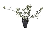 Variegated Asiatic Jasmine Minima - 20 Live Plants - Trachelospermum Asiaticum 'variegatum' - Evergreen Groundcover