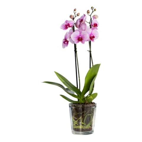 TREND FOR HOME 13.5 cm Glass Orchid Pot Cover