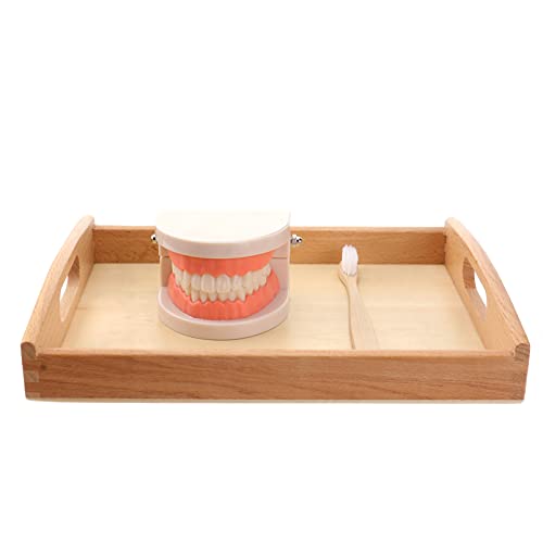 Image of STOBOK Kids Toothbrush Set Montessori Teeth Brushing Toy with Wooden Brushes and Tray Educational Practical Life Model for Toddlers Preschool