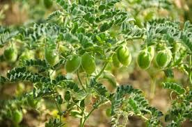 Holyflavours | Kikkererwten Heel | Biologisch Gecertificeerd | Natuurlijk Superfood - Afbeelding 3