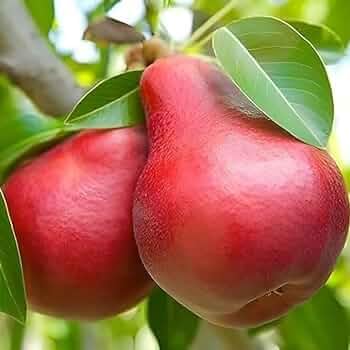 Image of Red Pear Fruit Plant | Nashpati Live Tree | Healthy Fruit Bearing Plant for Home & Outdoor Gardening | Pack of 1