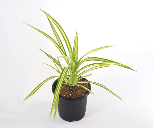 Image of Spider Plant Live Indoor Plant with Pot | Natural Air Purifier | Fast-Growing, Low-Maintenance Chlorophytum for Home & Office Decor | Fresh Healthy Hanging & Table Plant