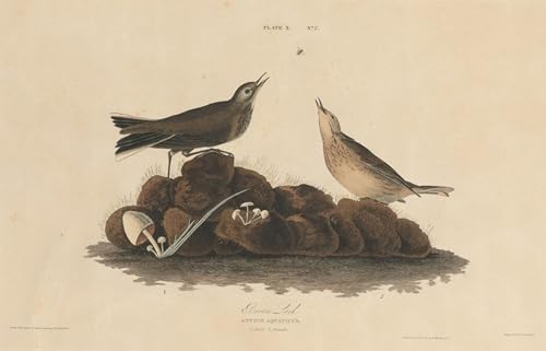 Lienzo de Brown Lark 60x90cm para llenar de alma, historia y calidez las paredes de casa