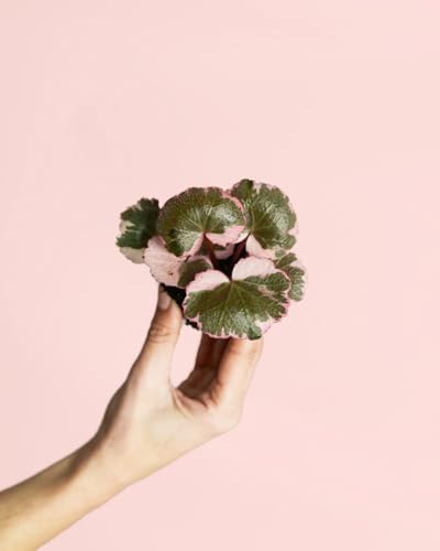 PUR PLANT Saxifraga Variegata Pink Mini | Planta Natural De Interior Con Hojas Verdes Y Bordes Rosados | Compacta, Resistente Y Purificadora | Ideal Para Espacios Luminosos | Maceta De Ø6 cm