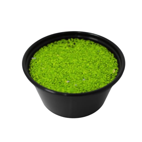PlantasAcuario Planta acuática LEMNA MINOR (LENTEJA DE AGUA), planta de acuario viva y natural para acuarios plantados en tarrina, Planta Flotante