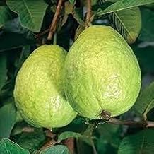 Natura GreenHouse 1 Live L 49 Guava/Lucknow 49 Guava Amrud Plant hybrid all seasons Height 1.5-2 FT (L 49 Guava)