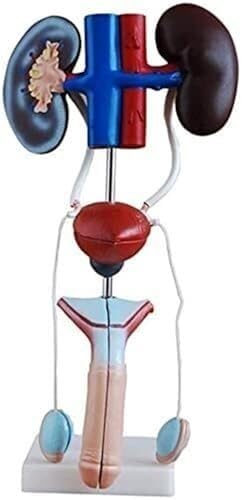 Kidney Bladder Ureter Anatomy Model of The Male Urogenital System Or Teaching Display