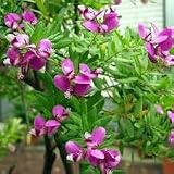New Fresh 70pcs Polygala myrtifolia Flower Seeds Generic