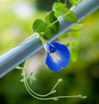 Image of Aparajita Blue Flower Seeds for Home | Garden | Trellis | High Germination Rate (Aparajita Flower)
