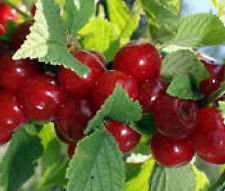 Nanking Dwarf Cherry