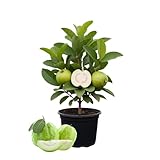 White Guava Plant Live 4-8 Inch Tall, Sweet Tropical Guava Fruit Tree Seedling, Garden and Container Growing