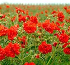10 Red Geum Flower Seeds