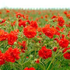 10 Red Geum Flower Seeds