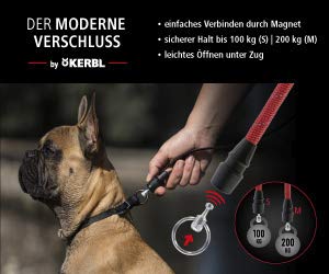 GoLeyGo Hundeleine Flat + Halsband, Schwarz, Größe S 1,4-2m, Sicherer Magnet-klick-verschluss, Inkl. Adapter-Pin, Hundeleine für kleine Hunde bis 15kg, Maximale Belastung 100kg