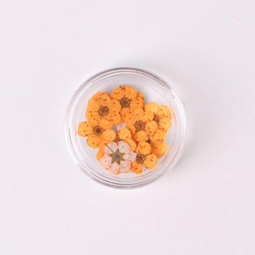 100 piezas flores secas narciso para arte en uñas miniatura 7