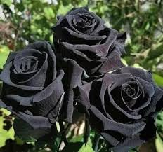 Black rose tree plant original,original plant of black rose tree (Pack of 1) (B0CR48XGVH) Amazon Price History, Amazon Price Tracker